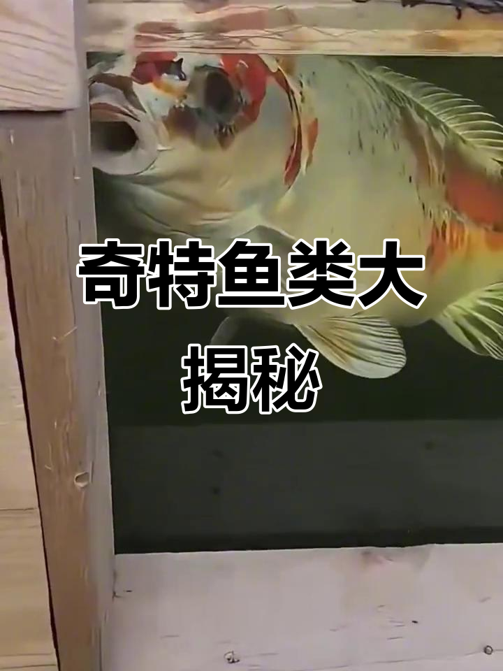 这些奇特的鱼你敢吃吗？从金蝉豹鲤到僵尸鱼的真相