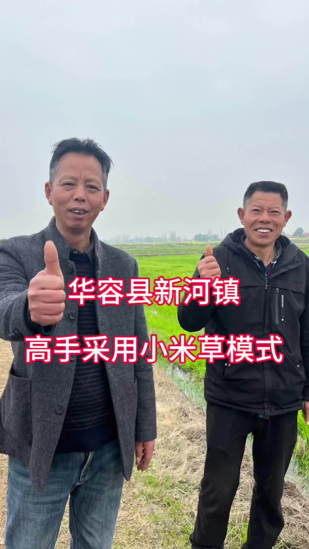 华容县新河镇高手采用小米草模式出大虾 15天出中青的9810饲料38蛋白 水产养殖 小龙虾