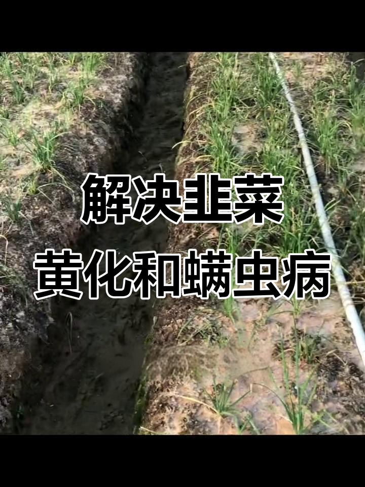 韭菜黄化问题解决全攻略,螨虫病害一网打尽