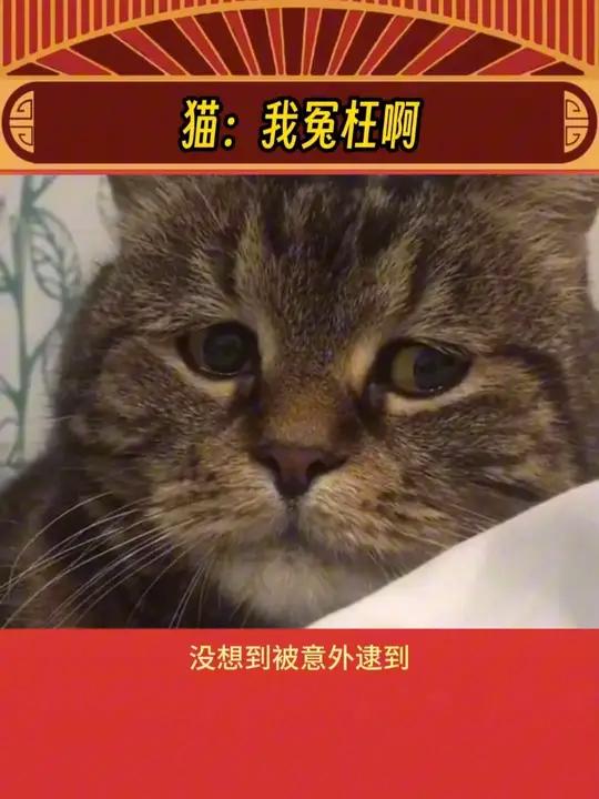 猫猫：老天奶，我是真的冤枉啊