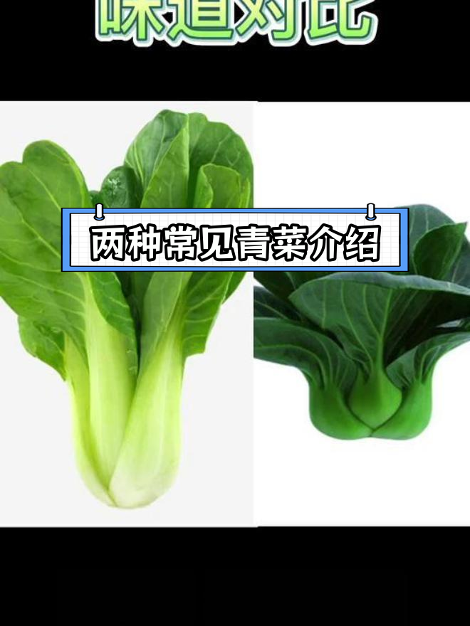上海青与矮脚菜的差异解析