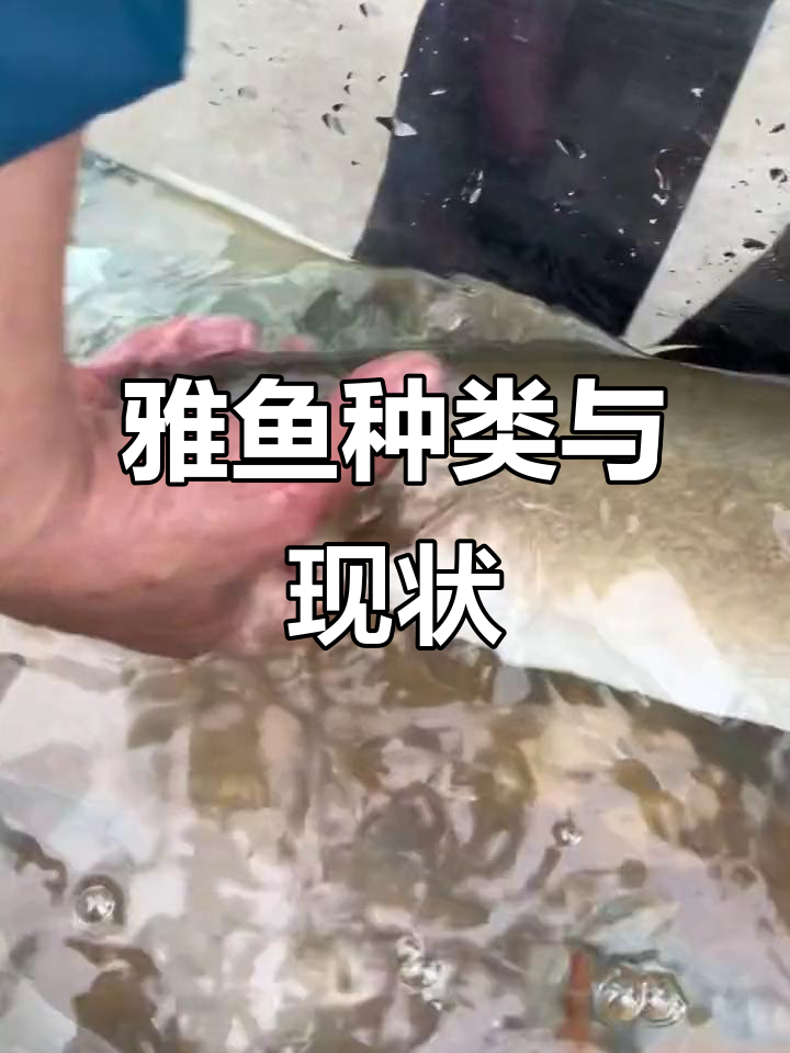 四川雅鱼品种繁多,隐鳞裂腹鱼濒临灭绝