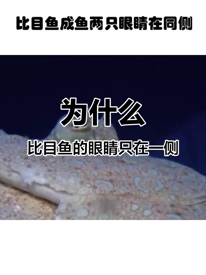 比目鱼眼睛为何长一边?揭秘背后的进化原因