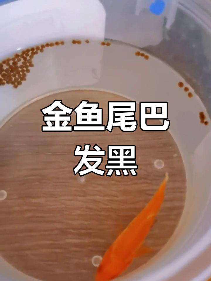 小金鱼鱼尾变黑,水质问题?