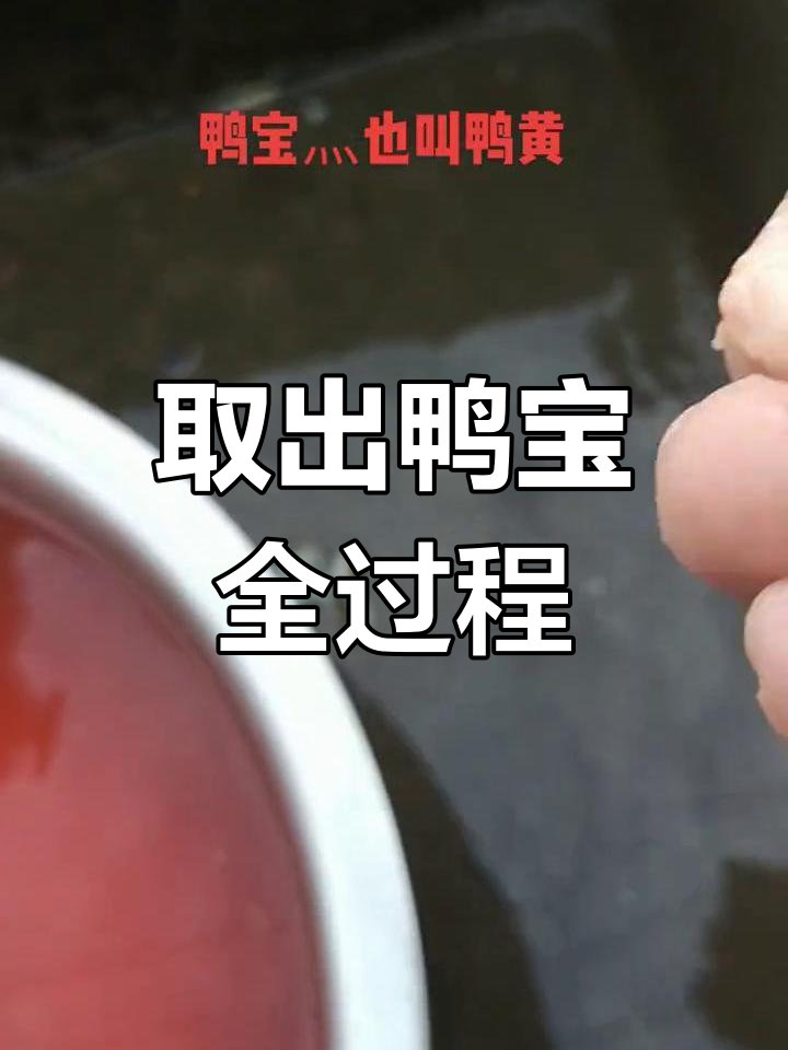 在鸭子胆囊旁发现一颗鸭宝,竟然是这样取出来的!