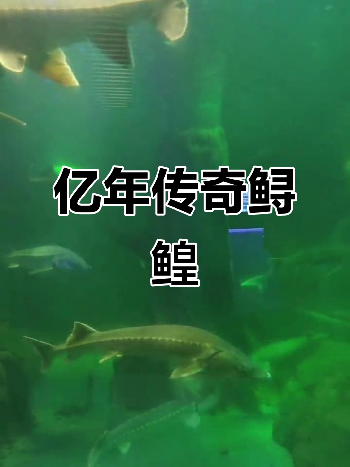 鲟鳇鱼,亿年生存的奇迹,顶级美食与健康之选
