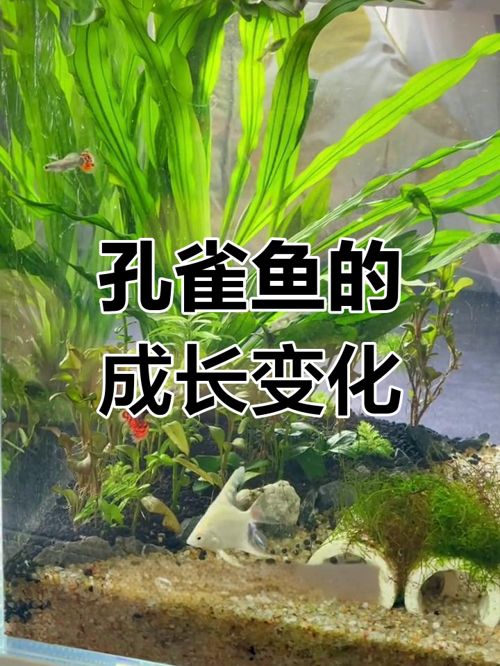 孔雀鱼成长记:从颜色到体型的变化全过程