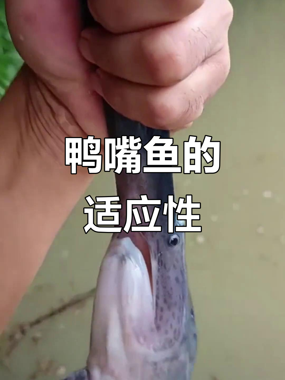 鸭嘴鱼耐寒又耐热,生长迅速,肉质鲜美,适合各种养殖环境
