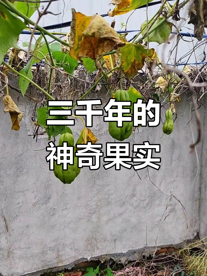 人生果三千年开花,结果万分之一,如何吃效果最佳?