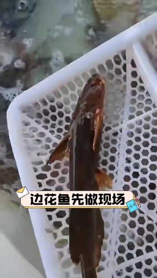 边花鱼先做现场