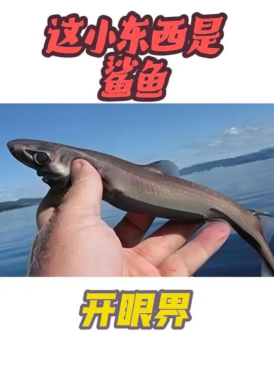 世界上最小的鲨鱼 硬背侏儒鲨,也称矮鲨。体长通常只有30厘米左右