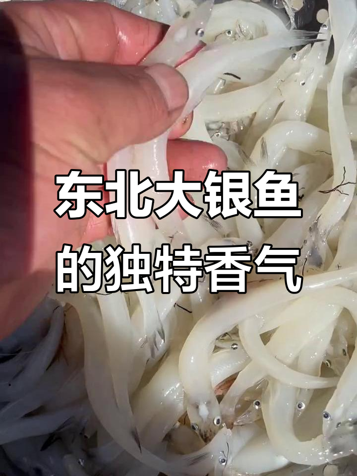 东北野生大银鱼,黄瓜香味十足,六尖无骨退鱼