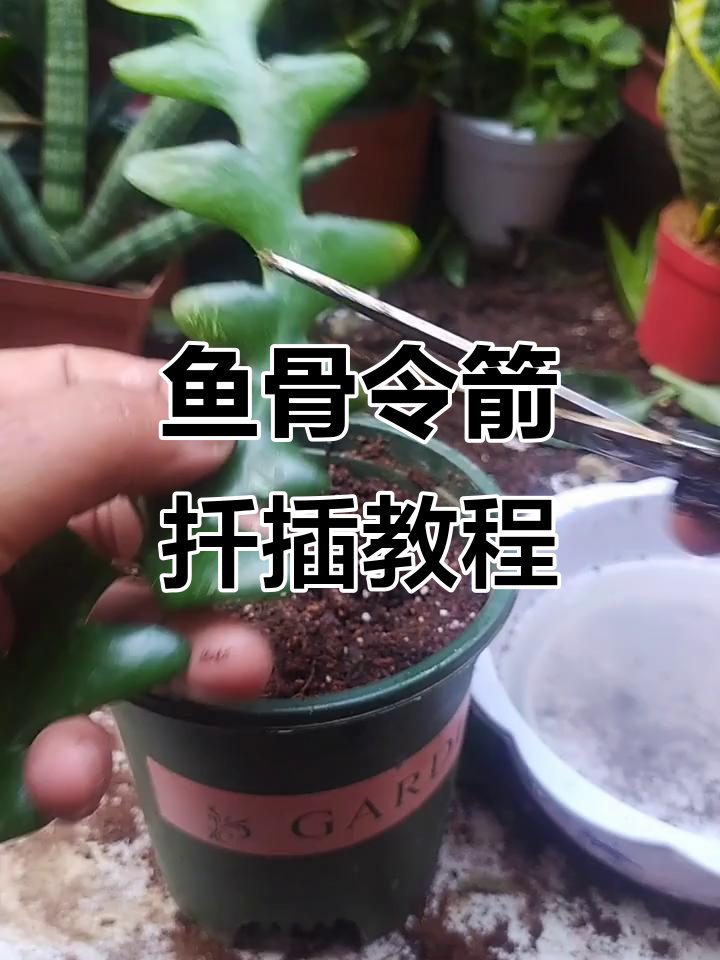 鱼骨令箭扦插技巧,轻松成活仙人科植物