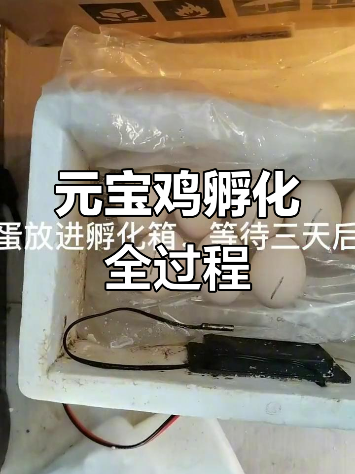 人工孵化元宝鸡，黑白花小母鸡的成长过程