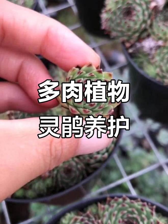 灵鹃多肉植物养护全攻略:轻松爆头,夏季休眠控水技巧