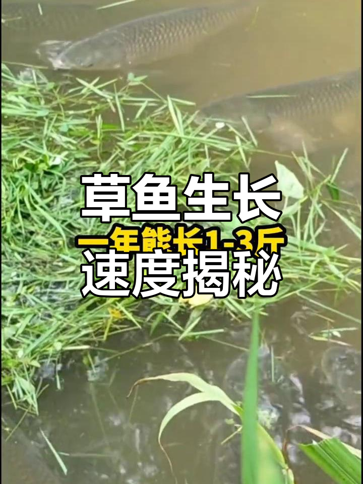 草鱼喂青草,一年能长多少斤?
