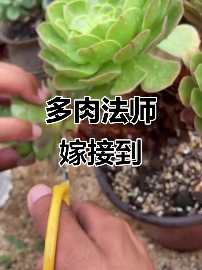 法师多肉嫁接技巧,轻松打造独特造型