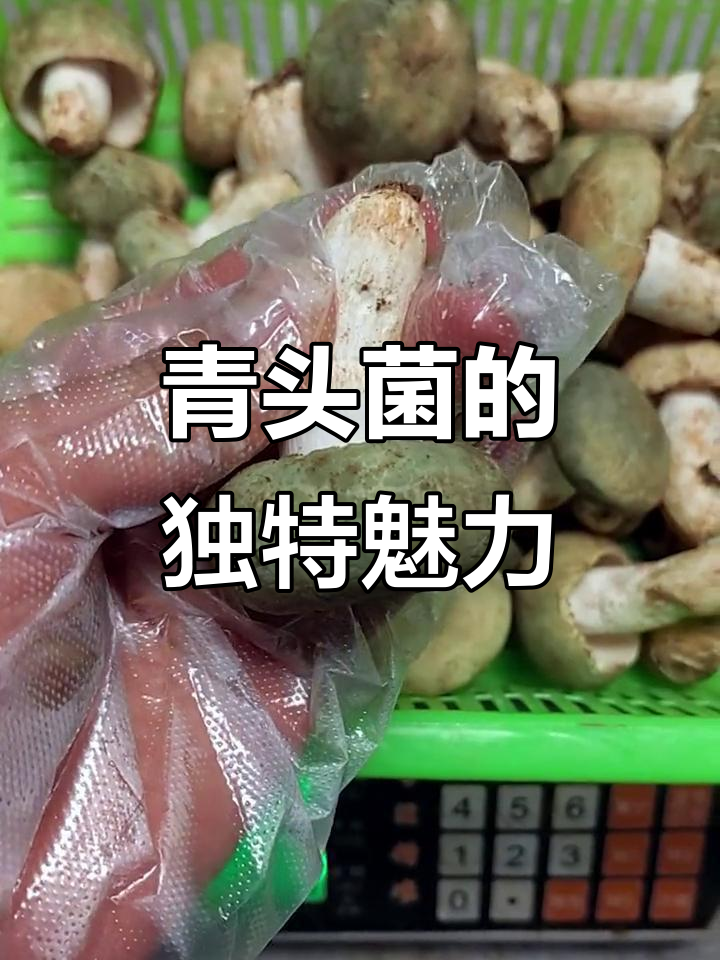 青头菌,青色小蘑菇,炒熟后香气扑鼻,口感细腻