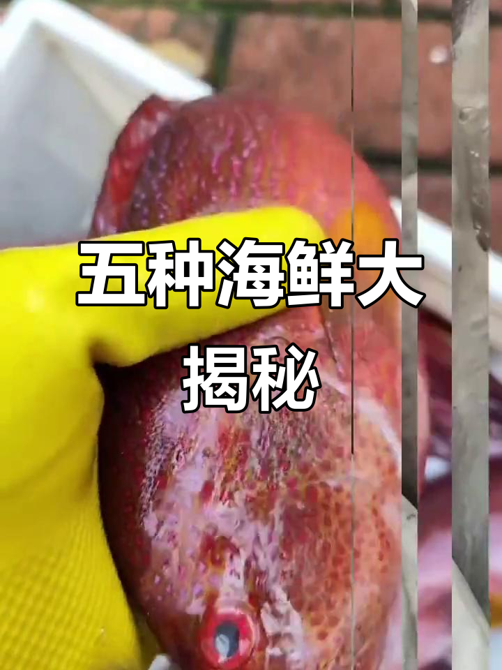 燕尾斑沙丁鱼、马友鱼与白鲳鱼的独特美味,斗鲳青衣龙利一网打尽