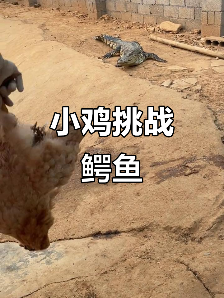 小鸡喂鱼,竟然被鳄鱼“教训”了!