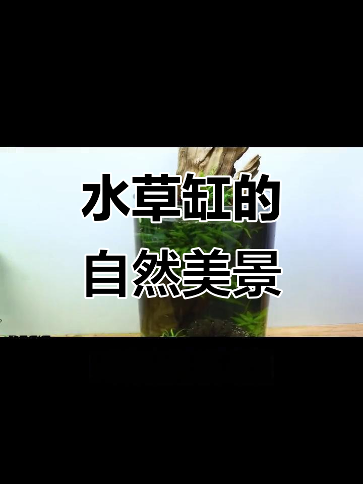 鱼缸水草造景,打造自然生态景观