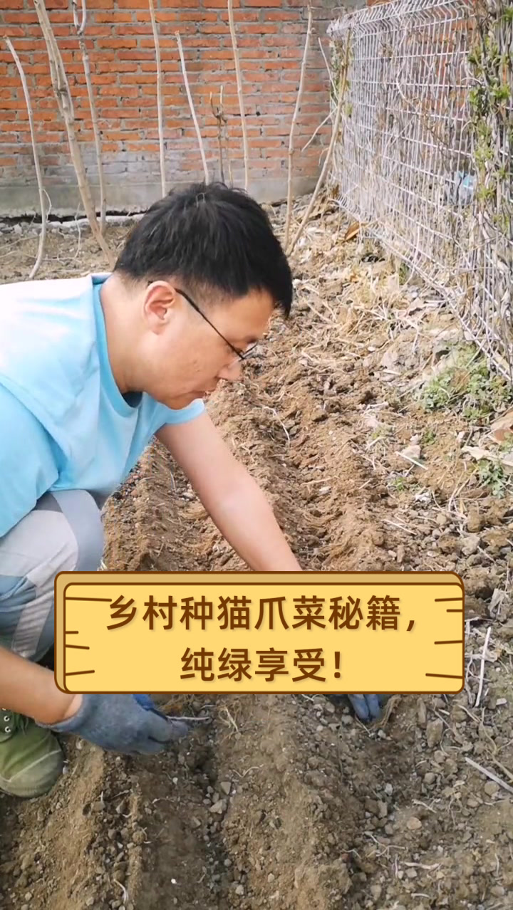 乡村种猫爪菜秘籍,纯绿享受!