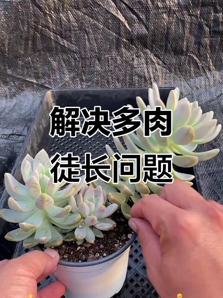多肉植物徒长怎么办?教你快速恢复健康生长