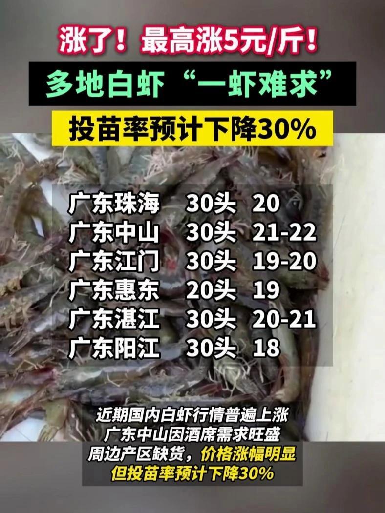 涨了!最高涨5元斤!多地白虾“一虾难求”,投苗率预计下降30% 对虾 南美白对虾 虾价 三