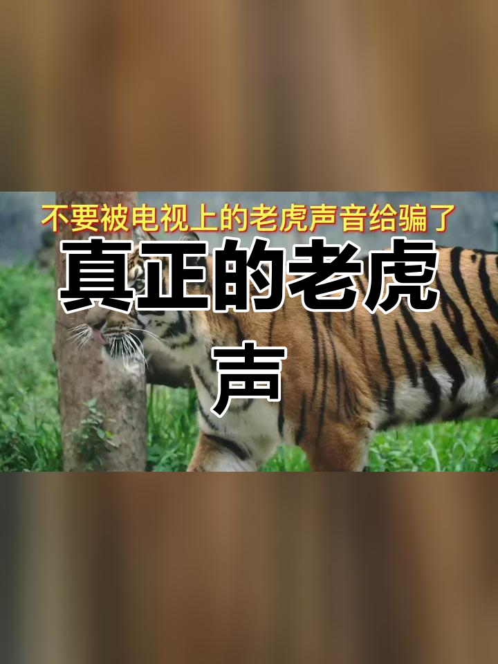 真实老虎叫声曝光