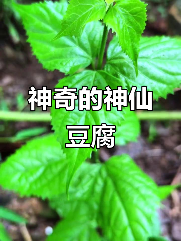 神仙豆腐:从杂草到黄金,贵州的臭黄荆叶凉粉