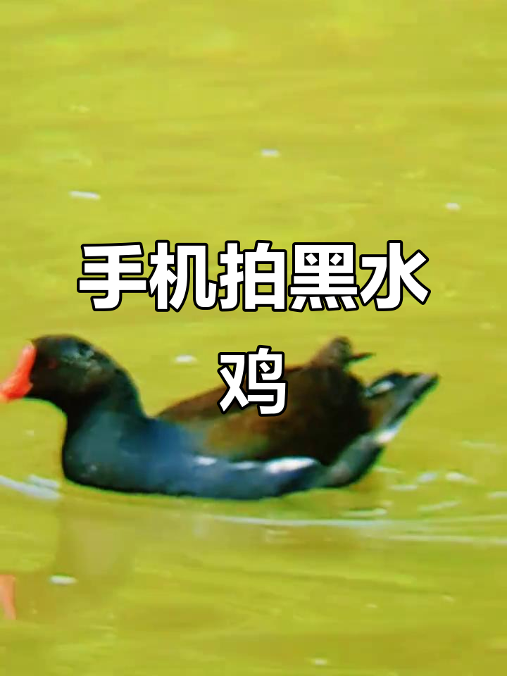 黑色水鸡的神秘身影,手机拍摄野生鸟类故事