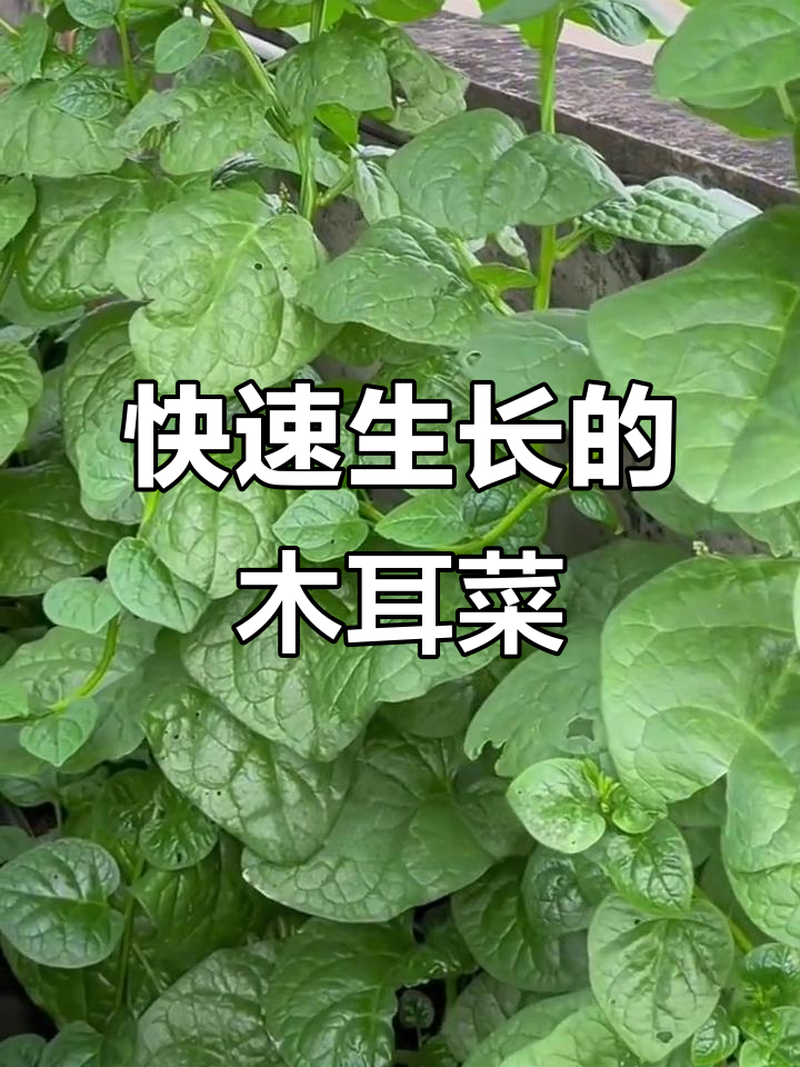 大叶木耳菜,四五片叶子就能摘来吃,越采长得越旺