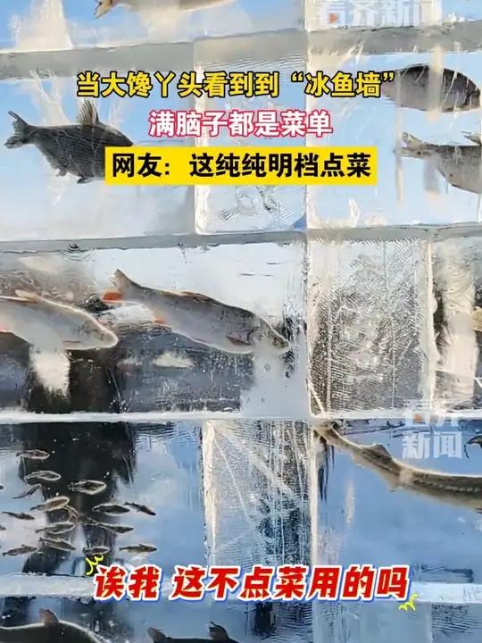 当大馋丫头看到到“冰鱼墙”满脑子都是菜单网友：这纯纯明档点菜