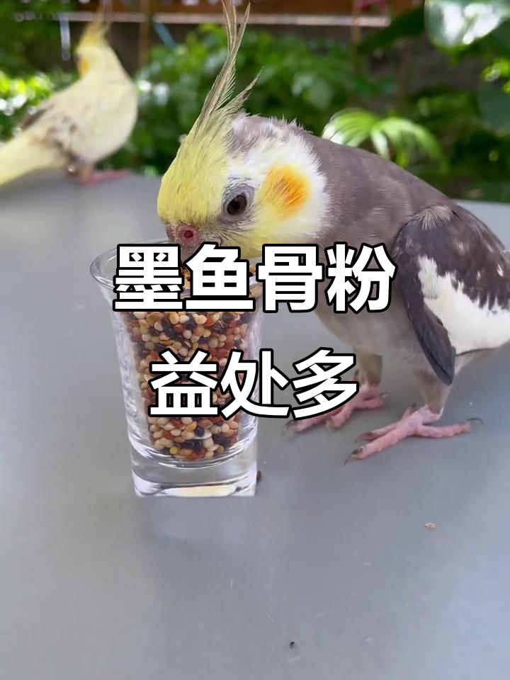 墨鱼骨粉助力鹦鹉健康,骨骼强健、羽毛光滑