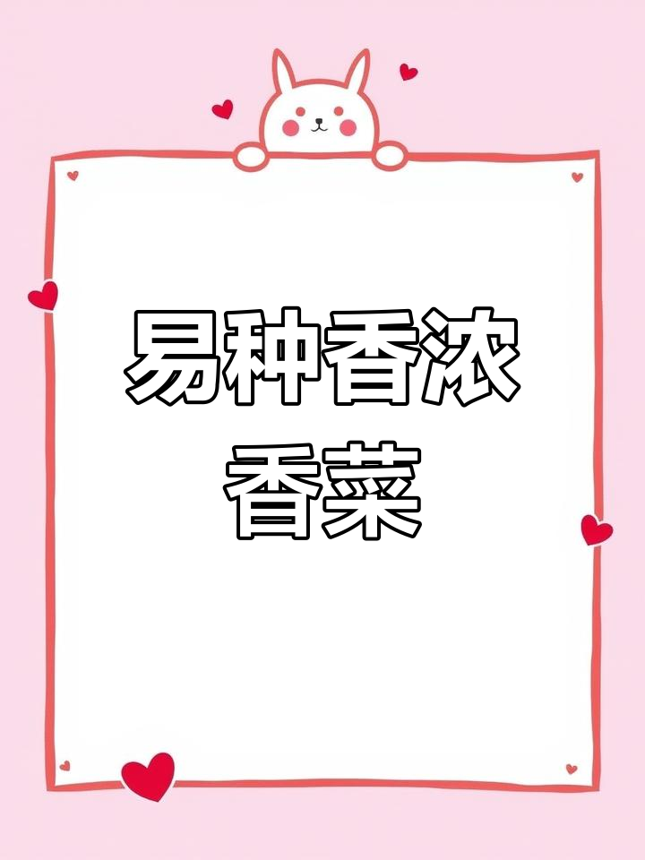 香菜苗快速种植,香味浓郁易摘