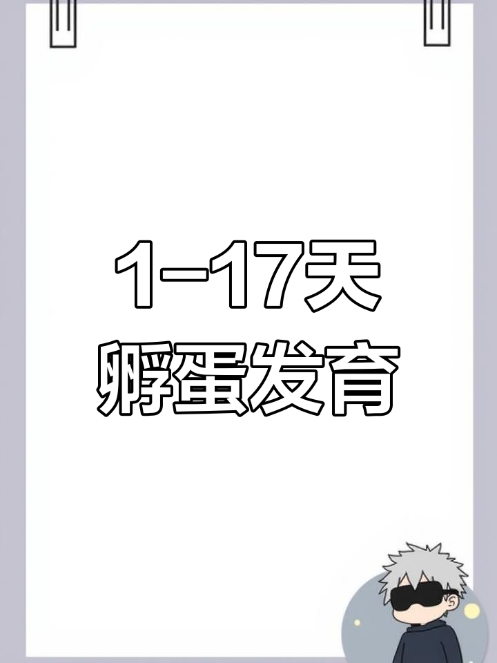 芦丁鸡鸡蛋孵化全过程揭秘