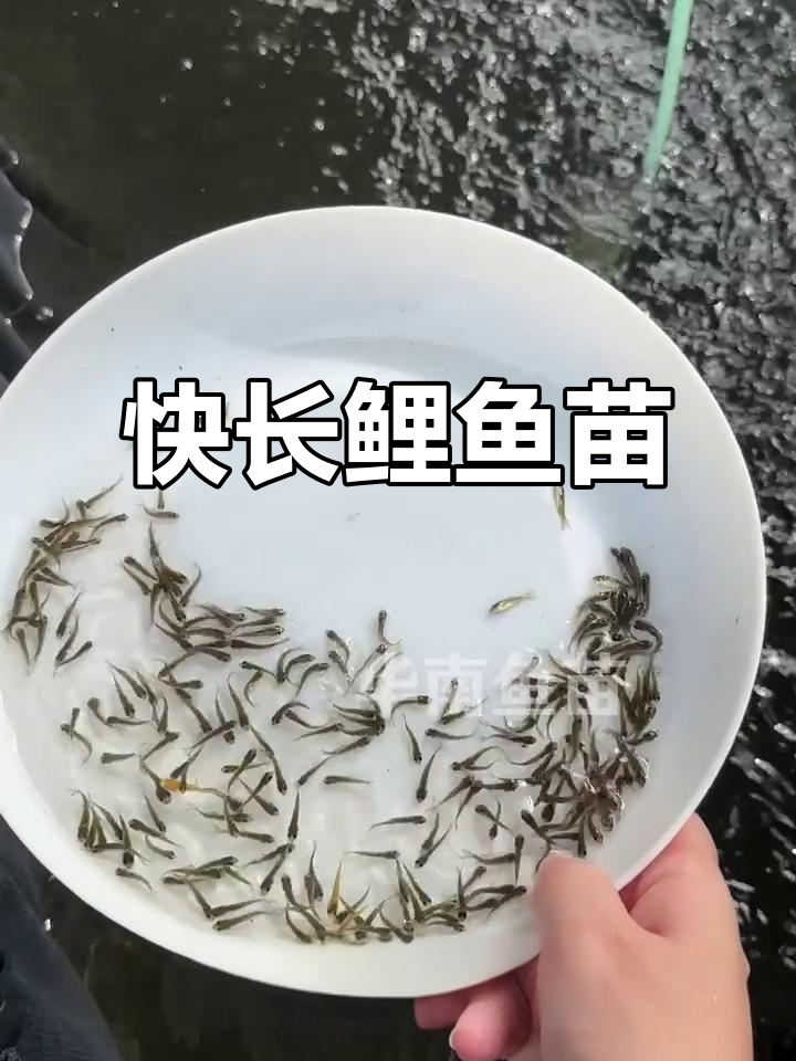 鲤鱼苗全年供应,快速生长,一年可达3斤!