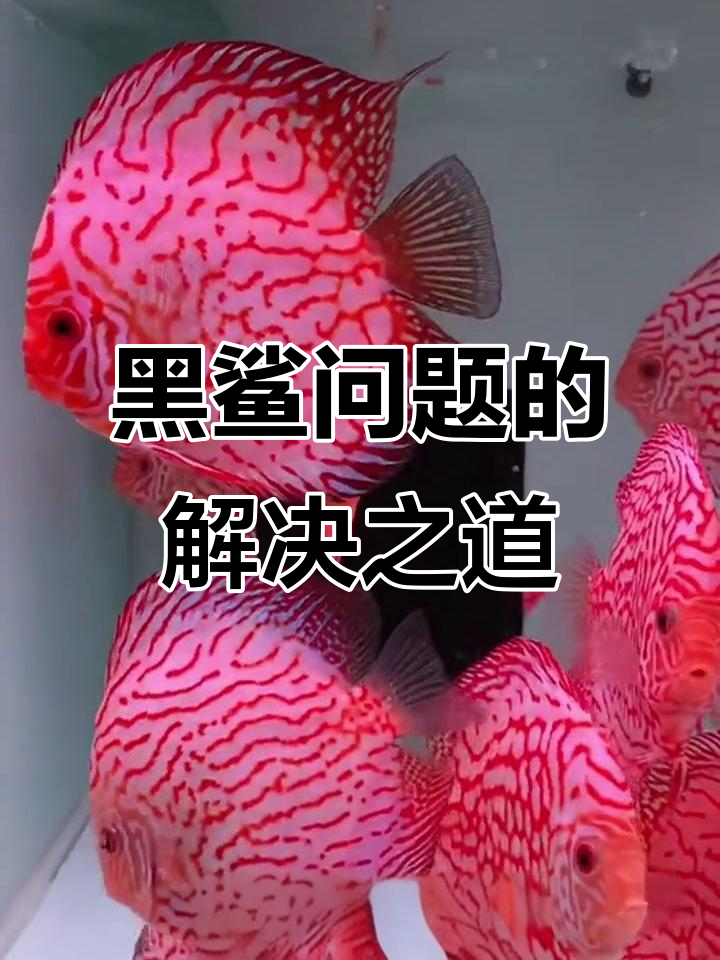 鸽子鱼黑鲨问题解析:如何避免与应对
