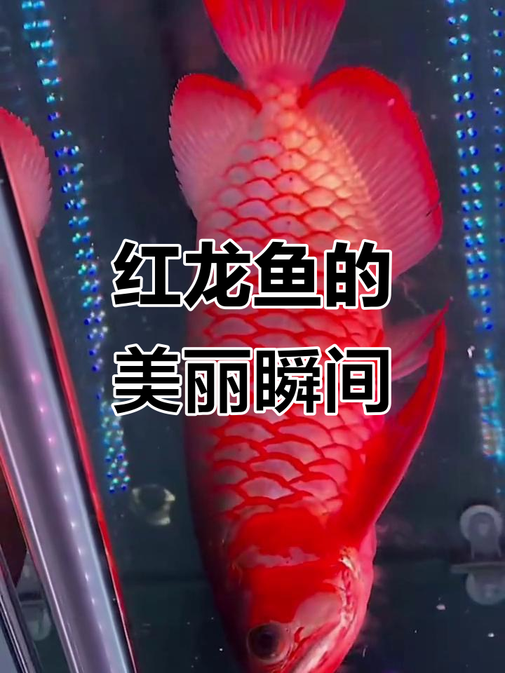 惊艳!看这条美丽的红龙鱼,简直让人心动