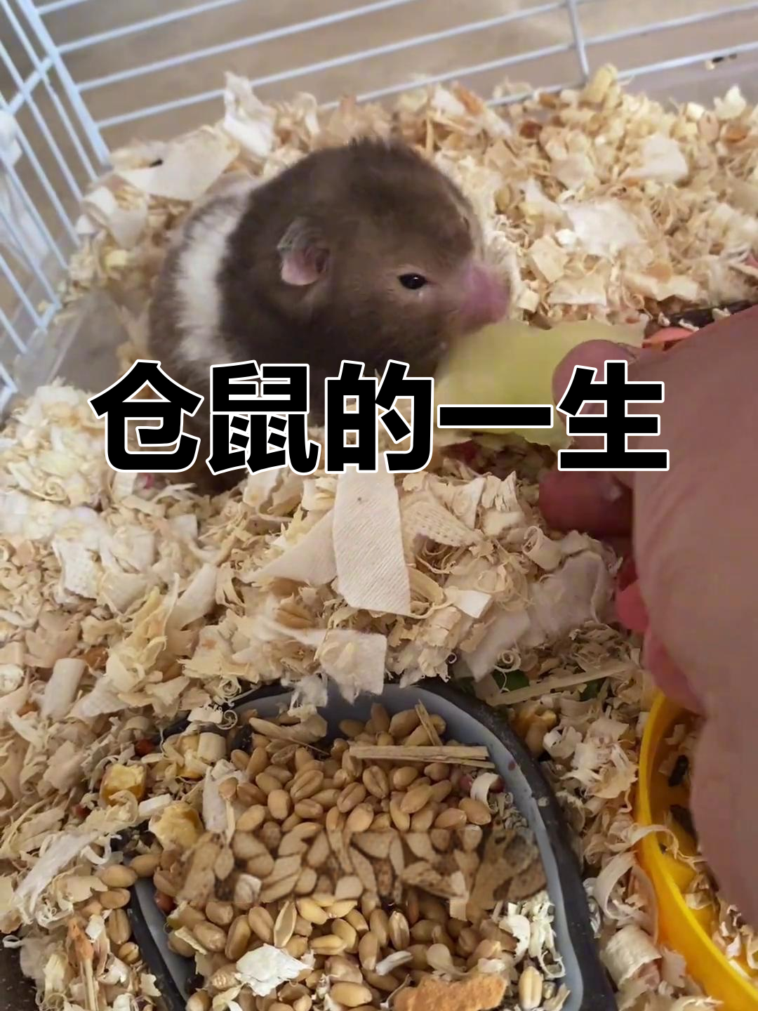仓鼠成长全纪录:从幼年到老年