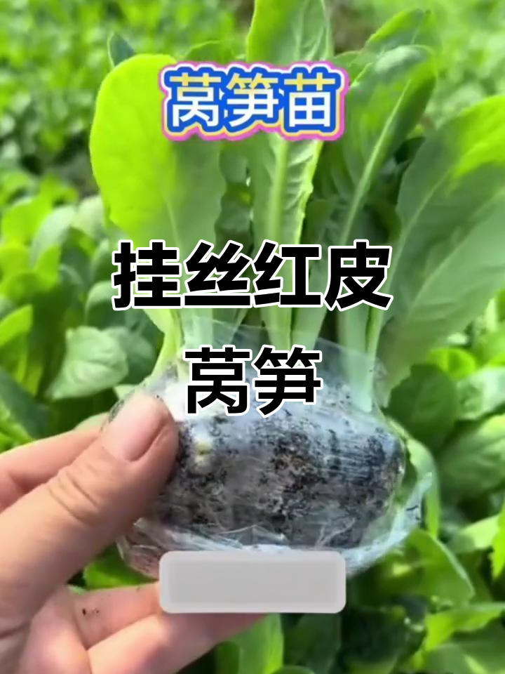 紫红表皮青心,香脆莴笋苗等你尝!