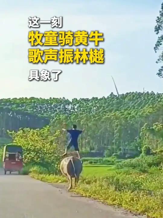 这一刻“牧童骑黄牛,歌声振林樾”具象化了!这是多少人的童年,这种快乐会记一辈子