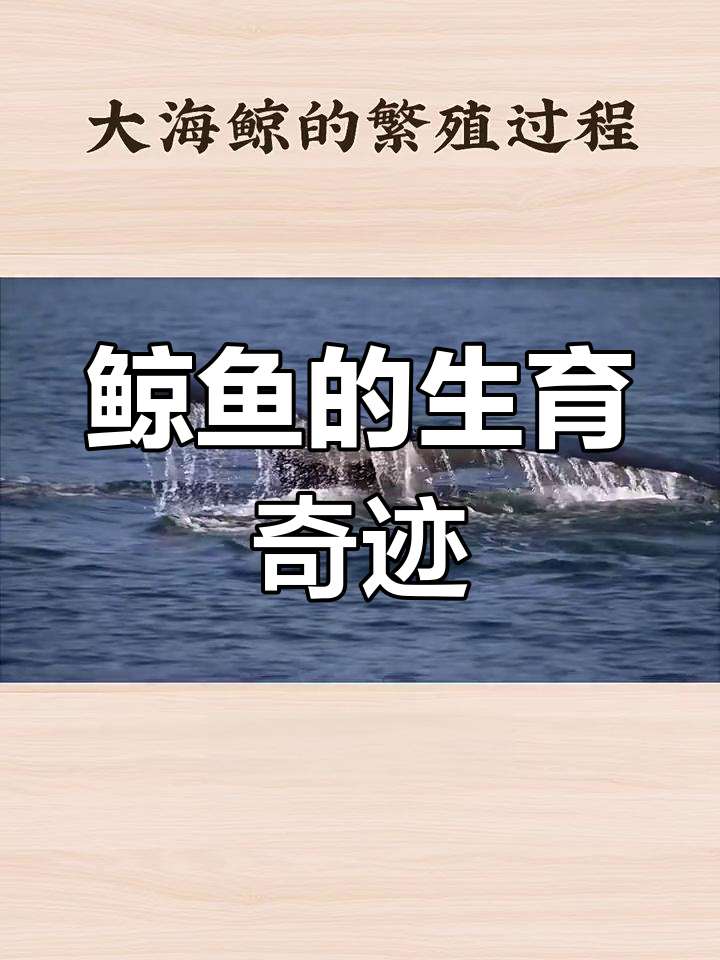 鲸鱼繁殖揭秘:从配对到分娩的神奇过程