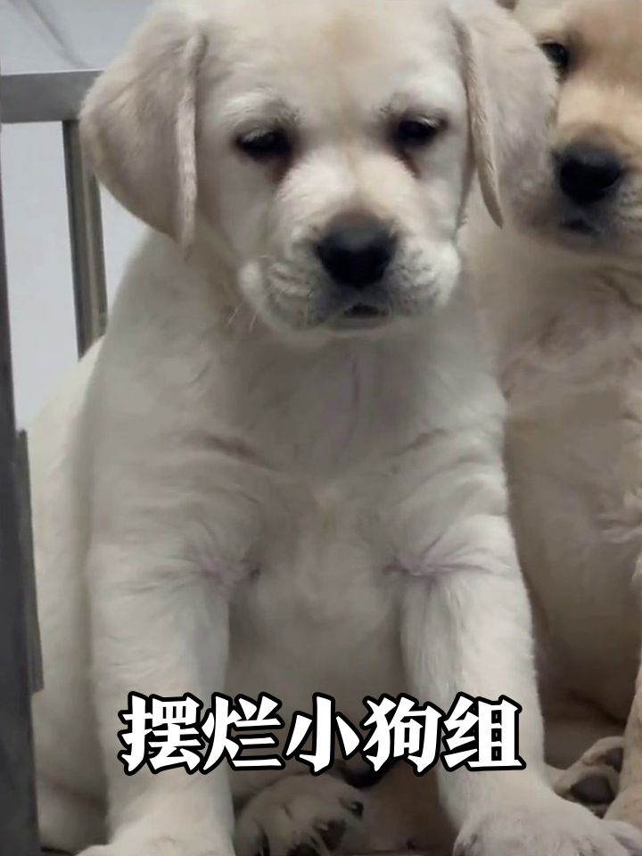 拉布拉多幼犬实力演绎摸鱼日常，呆滞表情像极了周一的你
