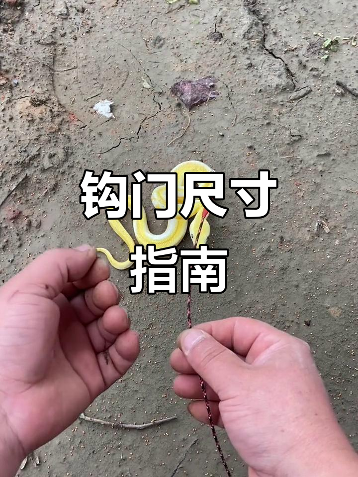 钩门大小选择,轻松应对不同鳝鱼挑战