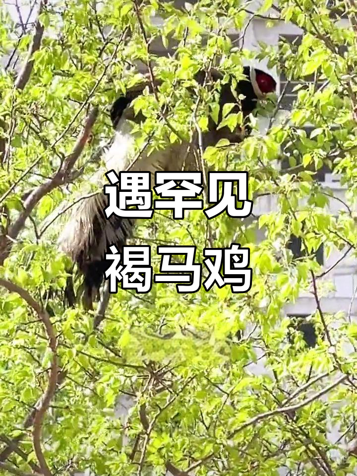 山西屯留偶遇国家一级保护动物褐马鸡,飞走背后揭示生态改善