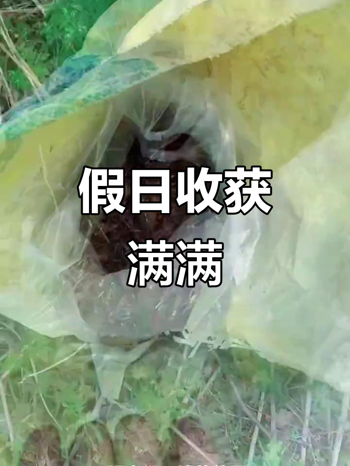 五一假期,孩子作文得A+,小龙虾钓值了!