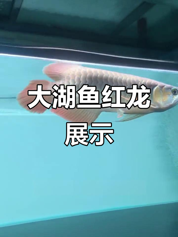 顶级大湖鱼红龙,圆头宽尾亮丽状态