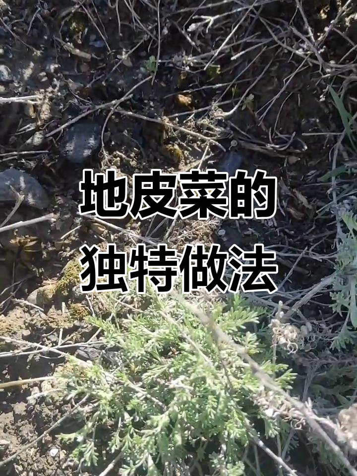 野生地皮菜:美味却难打理,包饺子炒鸡蛋超赞