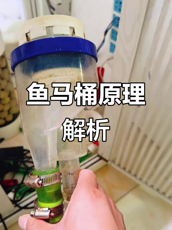 鱼马桶原理揭秘:真假难辨,水流才是关键